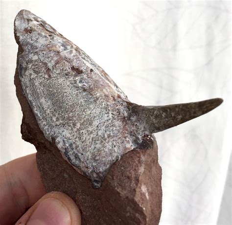 FOSSIL AGNATHA Pteraspis JAWLESS FISH Devonian UKRAINA !!! NR | eBay