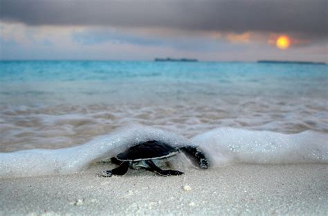 Bye bye little turtle, Maldives | Sea turtles hatching, Sea turtle species, Baby sea turtles