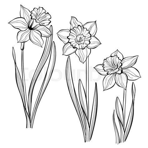 Daffodil Botanical Drawing at GetDrawings | Free download