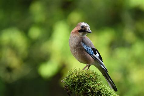 AF-S NIKKOR 200-500mm f/5.6E ED VR Lens Sample Images - Camera News at ...