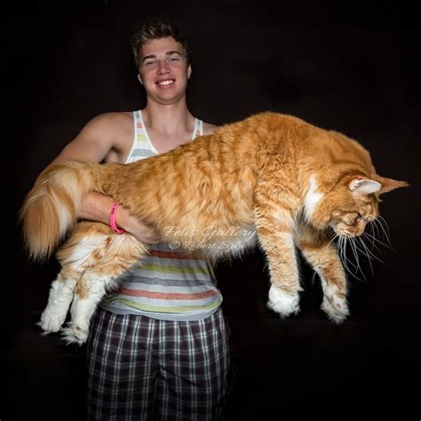 Mainecoon, the largest domestic cat breed to ever exist. They can grow up to 10-14 kg, the size ...