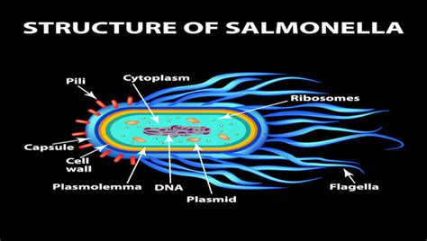 Salmonella Reading | Food Safety News