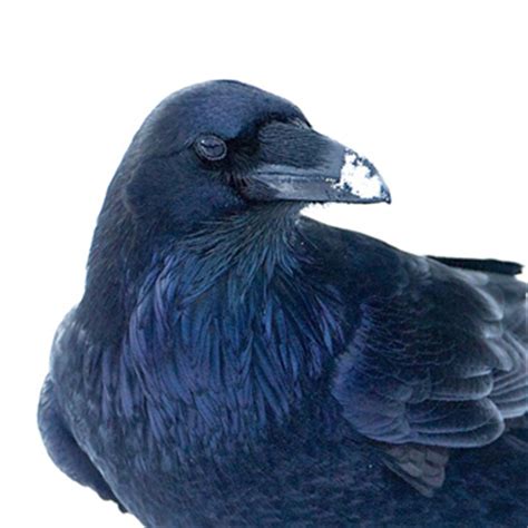 A Raven, On Snow | BirdNote