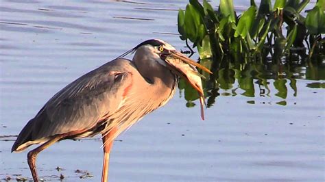 Great Blue Heron Eats A Fish - YouTube