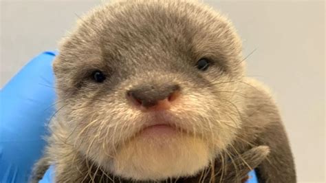 NC Aquarium needs your help naming baby otter pups - ABC11 Raleigh-Durham