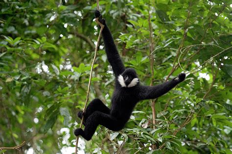 Northern White-cheeked Gibbon Adult Male, Yunnan, China Photograph by Staffan Widstrand / Wild ...