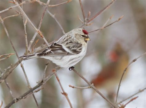 Alix Arthur d'Entremont: Hoary Redpoll