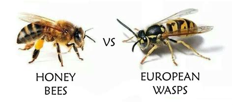 Bees Vs Wasps - Protectant Pest Management