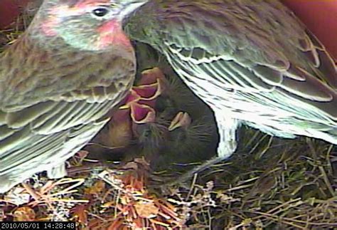 House Finches Nest again in 2010 - LIVE WEBCAM