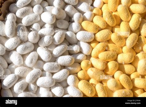 white and yellow silkworm cocoon in thailand Stock Photo - Alamy