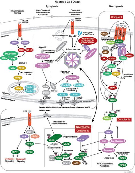 Overview of Cell Death | Cell Signaling Technology