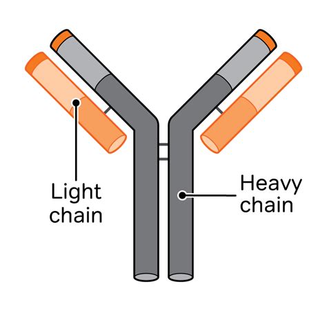 Ask the Nurse: Paraproteins and free light chains - Myeloma UK