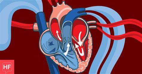 Heart Failure With Reduced and Preserved Ejection Fraction