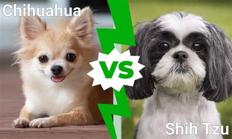 Cutest Dogs in the World: Chihuahua vs. Shih Tzu - A-Z Animals