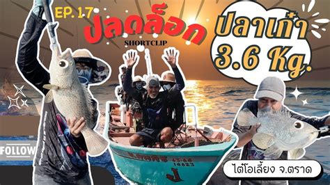 EP. 17 ปลดล็อกปลาเก๋า 3.6 kg. | ไต๋โอเลี้ยง จ.ตราด - YouTube