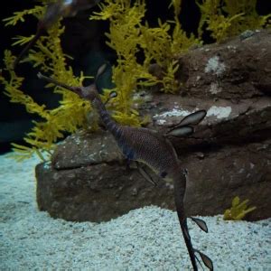 Common seadragon - Facts, Diet, Habitat & Pictures on Animalia.bio