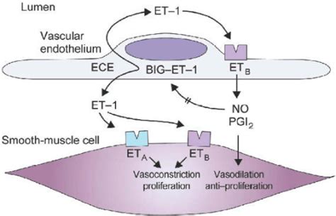 Schematic representation of the endothelin system in va | Open-i