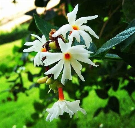 BDSresolve Harsingar plant seeds/Night jasmine seeds 16 Seed Price in India - Buy BDSresolve ...