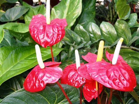 Best Anthurium Varieties You Can Grow at Home | Plantly