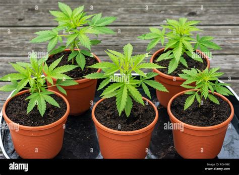 a group of young cannabis plants in small flower pots Stock Photo - Alamy