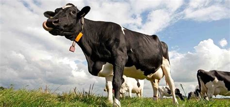 Moo Sound Effect | Free Sound Clips | Animal Sounds