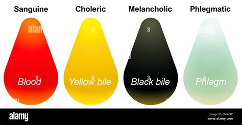 The four temperaments - sanguine, choleric, melancholic and phlegmatic - and their corresponding ...