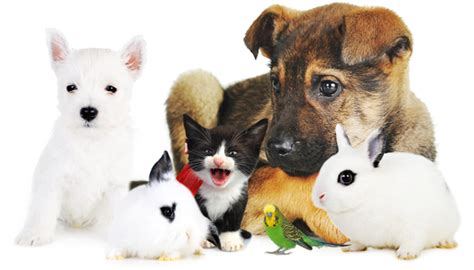 Download Group Of Pets | Transparent PNG Download | SeekPNG