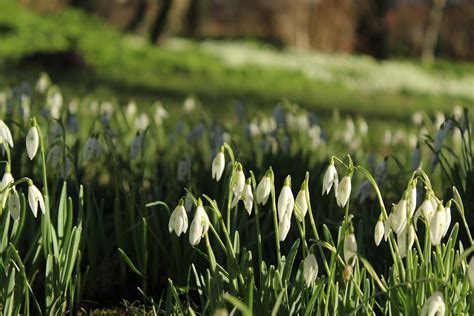 Snowdrop Gardens – National Garden Scheme