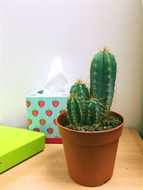 1 LARGE MATURE CACTI CACTUS SUCCULENT OFFICE INDOOR GARDEN PLANT @ 12cm POT | eBay