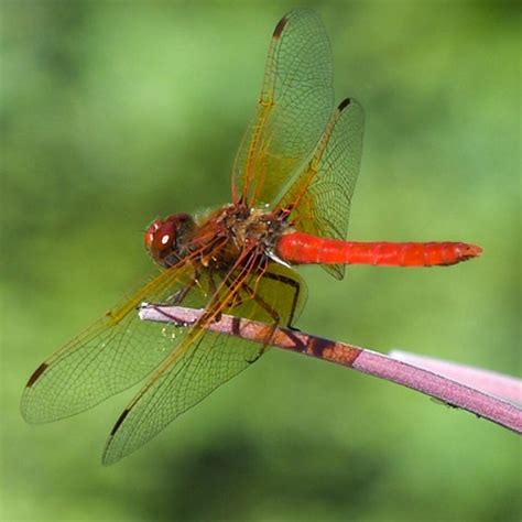 Red Dragonfly - Learn About Nature