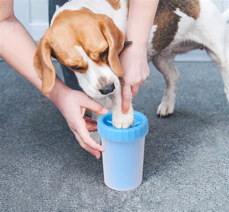 Paw Perfection: The Best Dog Paw Cleaner For A Fresh Finish