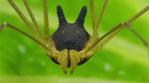 Meet the Bunny Harvestman spider It's totally real : r/pics