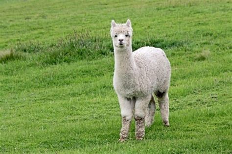 Alpaca Pictures - AZ Animals