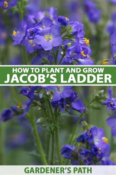 How to Plant and Grow Jacob’s Ladder Flowers | Gardener’s Path