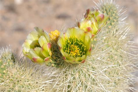 Cholla cactus flower at Cholla Garden at Joshua Tree Nat M… | Flickr