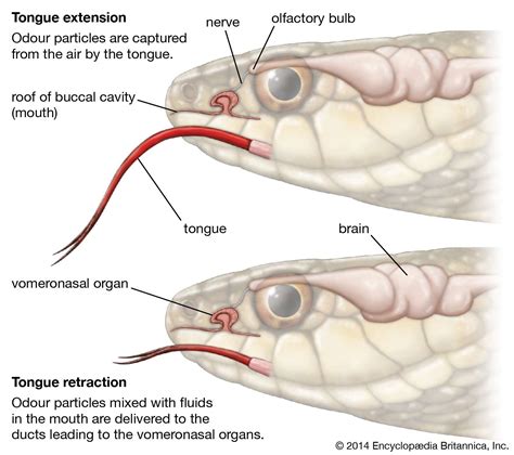 7 Questions About Lizards, Snakes, and Other Reptiles Answered | Britannica