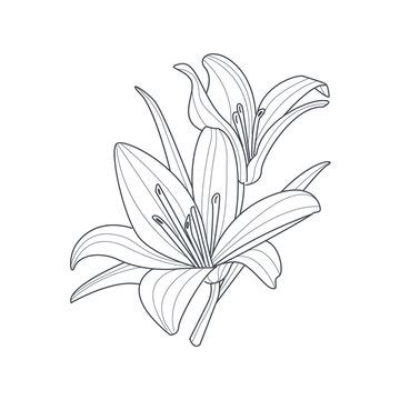 Tiger Lilly Flower Drawing / Tiger Lilies Drawing At Getdrawings Free ...