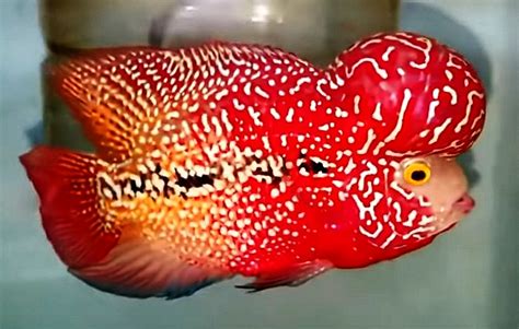 FLOWERHORN – Predatory Fins