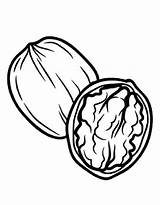 Walnut Coloring Clipart Nuts Pages Drawing Printable Color Drawings  sketch template