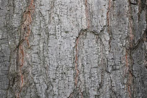 dry tree bark texture background - Image 8092239 Stock Photo at Vecteezy
