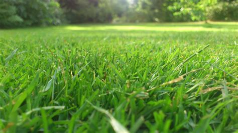 Free Images : plant, lawn, meadow, prairie, sunlight, leaf, flower ...