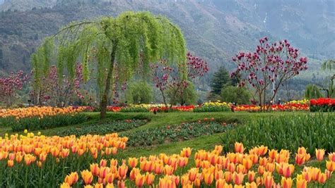 Tulip Festival of Kashmir 2024 | Srinagar Tulip Festival | Kashmir Tourism