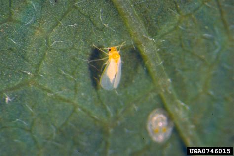 sweetpotato whitefly (Bemisia tabaci)