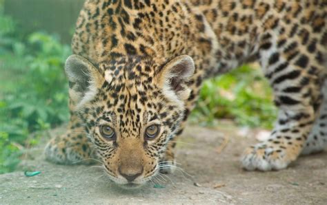 Jaguar cub ventures outside for first time | Discover Animals