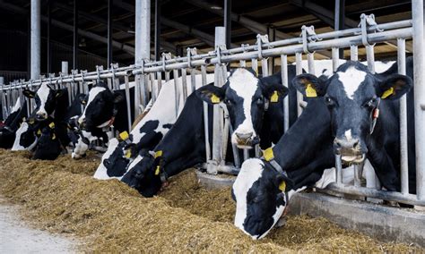 jersey cow milk production per year - Jackson Arteaga