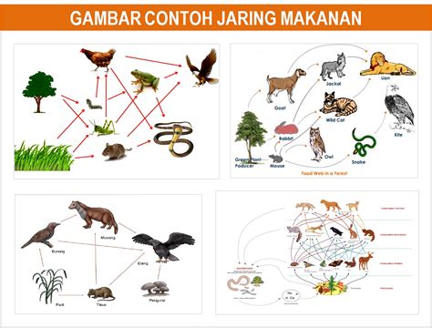 Contoh Jaring Jaring Makanan Minimal 10 Organisme – Berbagai Contoh