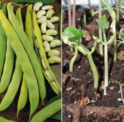 Beans Seed Germination, Time, Temperature, Process | Gardening Tips