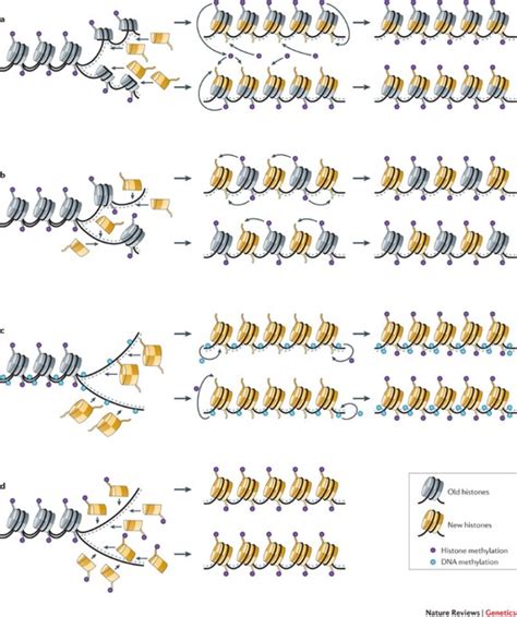 Histone methylation: a dynamic mark in health, disease and inheritance | Nature Reviews Genetics