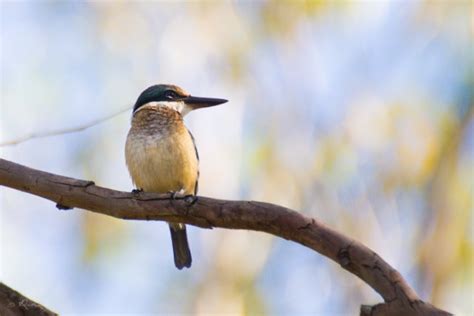 Kingfishers | BIRDS in BACKYARDS