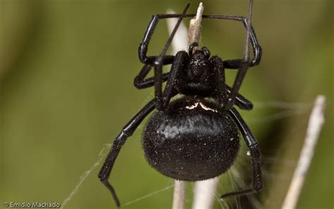 Latrodectus tredecimguttatus - Ecologia, Taxonomia, Morfologia ...